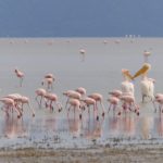 Flamingos and other waterbirds at Lake Manyara