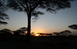 Night game drive at Lake Manyara National Park after sunset