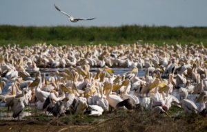 Pelicans at Lake Manyara National Park Tanzania