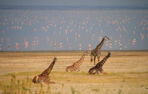 Viewing flamingos and giraffes during a game drive at Lake Manyara