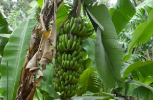 Bananas from local supplier Mto wa Mbu village